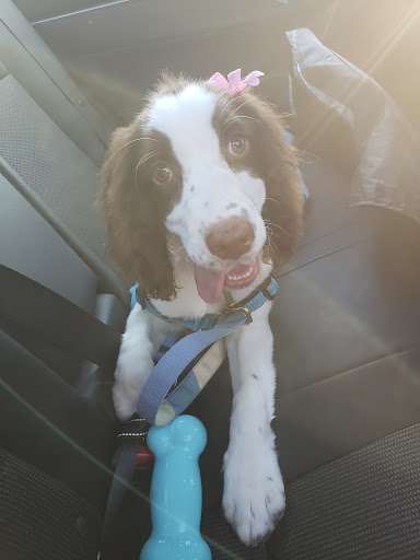 Pet Supply Store «Petco Animal Supplies», reviews and photos, 1985 N Pebble Creek Pkwy, Goodyear, AZ 85395, USA