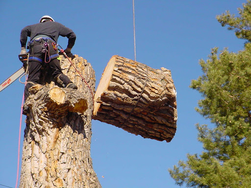 Irving Tree Service & Stump Grinding