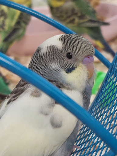 Pet Store «Wet Pets N Critters», reviews and photos, 103 TX-281 Loop, Longview, TX 75605, USA