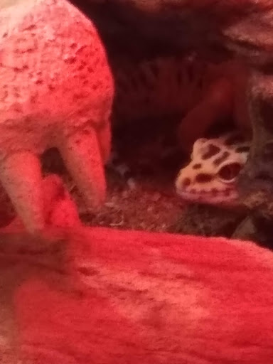 Pet Supply Store «PetSmart», reviews and photos, 5050 SE 14th St, Des Moines, IA 50320, USA