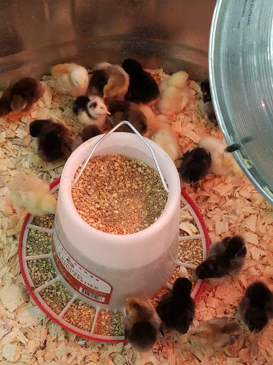 Home Improvement Store «Tractor Supply Co.», reviews and photos, 621 River Rd, Puyallup, WA 98371, USA