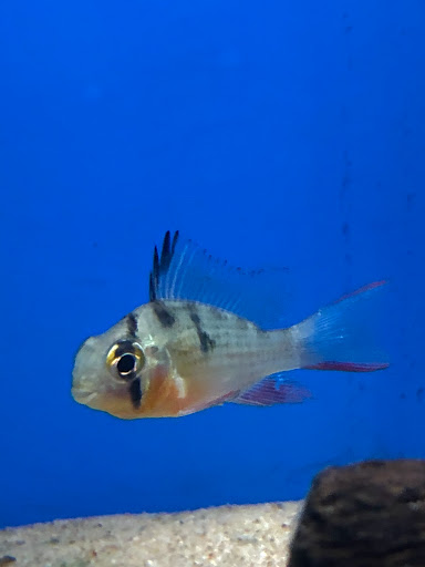 Tropical Fish Store «The Hidden Reef, Inc», reviews and photos, 4501 New Falls Rd, Levittown, PA 19056, USA