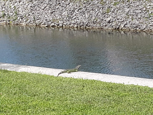 Park «A.D. (Doug) Barnes Park», reviews and photos, 3401 SW 72nd Ave, Miami, FL 33155, USA