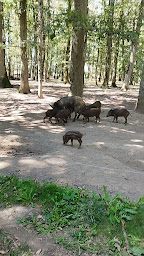 Photo n°44 de Réserve de Beaumarchais - Safari Train à Autrèche ()