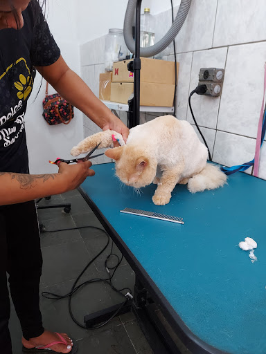 Animal Center - Castelo em Campinas - SP