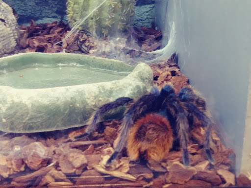 Pet Groomer «We Lov Pets», reviews and photos, 3853 Northpointe Dr, Zanesville, OH 43701, USA