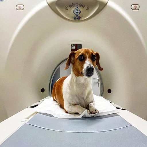 Pensioni per cani e dog hotel a Clinica Veterinaria Camagna