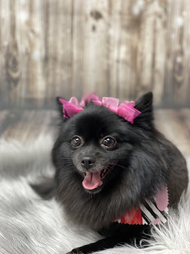 Pet Groomer «Glamour Pet Shop & Grooming», reviews and photos, 11401 Elam Rd, Balch Springs, TX 75180, USA