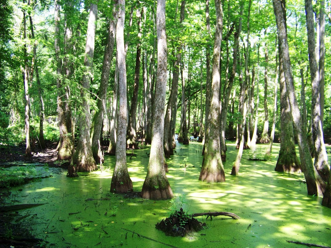 Cypress Swamp