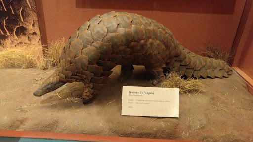 Museum «The Field Museum», reviews and photos, 1400 S Lake Shore Dr, Chicago, IL 60605, USA