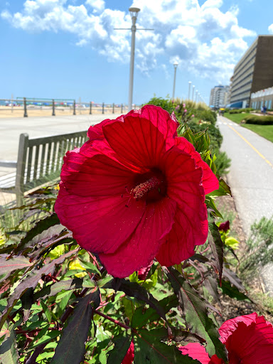 Hotel «SpringHill Suites by Marriott Virginia Beach Oceanfront», reviews and photos, 901 Atlantic Ave, Virginia Beach, VA 23451, USA