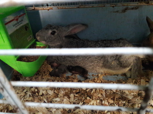 Pet Store «Animal Pet Shop Corporation», reviews and photos, 10843 SW 40th St, Miami, FL 33165, USA