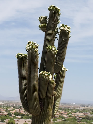Golf Club «Golf Club at Johnson Ranch», reviews and photos, 30761 W Golf Club Dr, San Tan Valley, AZ 85143, USA