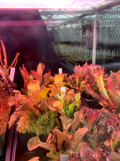Plant Nursery «California Carnivores», reviews and photos, 2833 Old Gravenstein Hwy, Sebastopol, CA 95472, USA