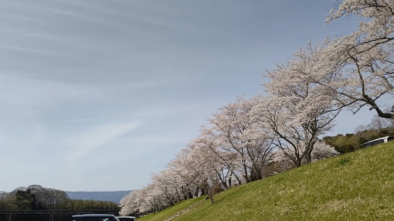 亀ヶ広の桜並木