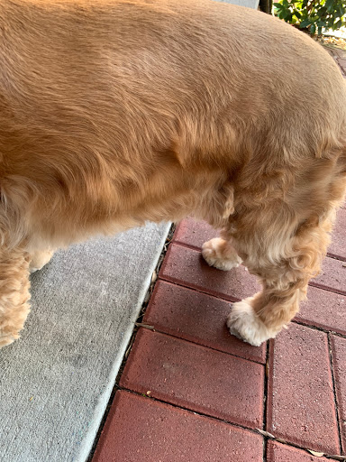 Pet Groomer «Hollywood Houndz Boutique, Spa & Hotel», reviews and photos, 4243 W Lake Mary Blvd, Lake Mary, FL 32746, USA