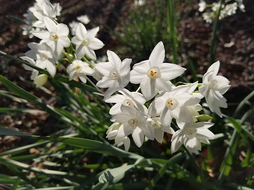 Nature Preserve «Reynolds Nature Preserve», reviews and photos, 5665 Reynolds Rd, Morrow, GA 30260, USA