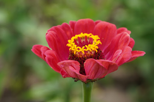 Tourist Attraction «Bloomsbury Farm», reviews and photos, 3260 69th St, Atkins, IA 52206, USA