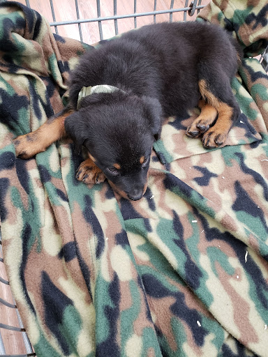 Pet Supply Store «PetSmart», reviews and photos, 40 S Abilene St, Aurora, CO 80012, USA