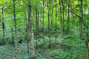 Monarch Woods image