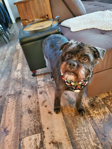 Best Friend Mobile Grooming