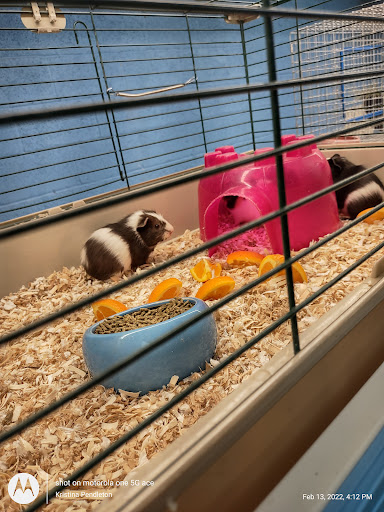 Pet Store «Fins Feathers Paws & Claws», reviews and photos, 436 Main St, Harleysville, PA 19438, USA