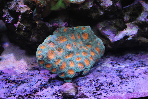 Sea City Corals