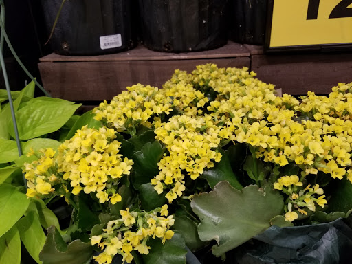 Grocery Store «Food Lion», reviews and photos, 4092 Lankford Hwy, Exmore, VA 23350, USA