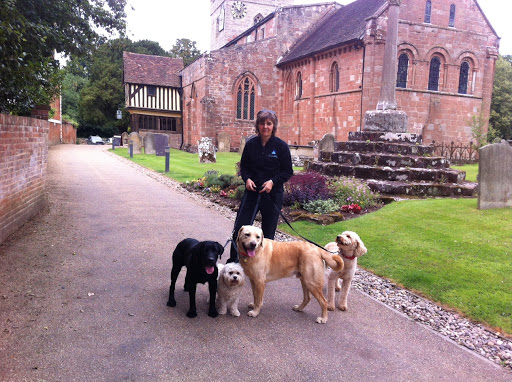 Go Out Paws - Coventry dog walking & dog day-care (fully licenced)