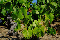 Photos du propriétaire du Restaurant LE JARDIN DE SAINT SEBASTIEN à Banyuls-sur-Mer - n°1