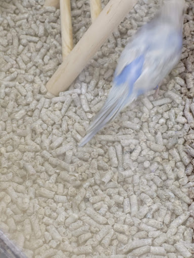 Pet Supply Store «Petco Animal Supplies», reviews and photos, 1619 SE Ensign Ln, Warrenton, OR 97146, USA