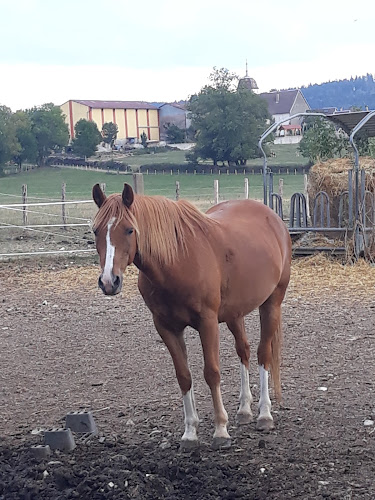 Centre Equestre près Besançon - Les Ecuries de Chevigney à Chevigney-lès-Vercel