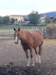 Centre Equestre près Besançon - Les Ecuries de Chevigney Chevigney-lès-Vercel