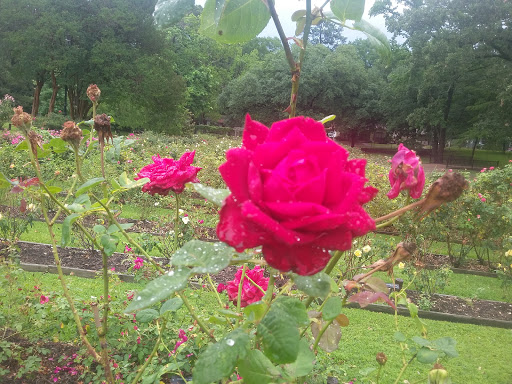 Museum «Tyler Rose Museum & Gift Shop», reviews and photos, 420 Rose Park Dr, Tyler, TX 75702, USA