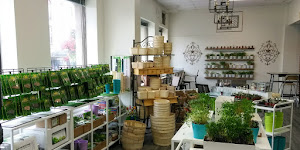 Tiny Greens Plant Shop & Drop-in Planting Studio - Planting Parties and Events