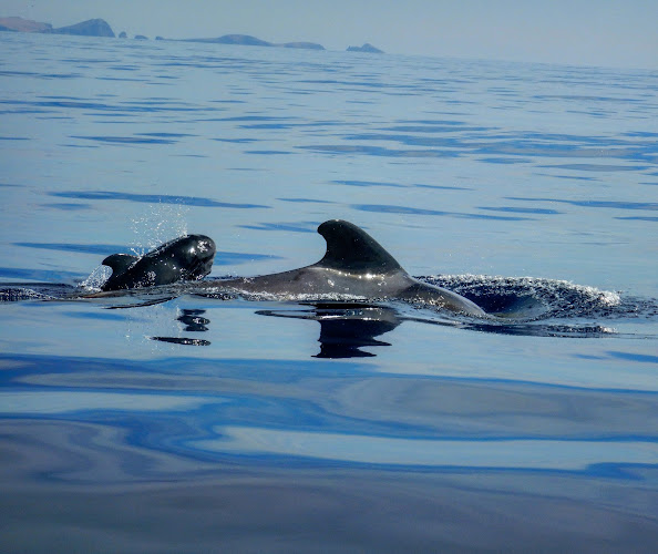 OceanSee Whale Watching - Agência de viagens
