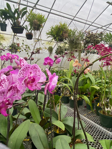 Florist «Floradise Orchids», reviews and photos, 19154 James Madison Hwy, Gordonsville, VA 22942, USA