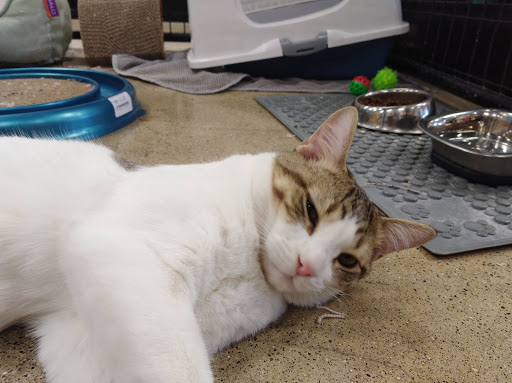 Pet Supply Store «Premier Pet Supply», reviews and photos, 15399 Merriman Rd, Livonia, MI 48154, USA