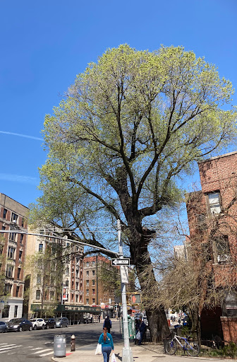 The Dinosaur Elm, 1062 St Nicholas Ave, New York, NY 10032