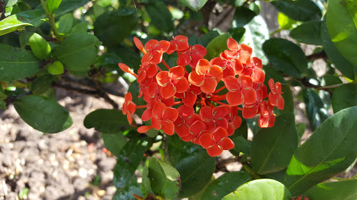 Country Club «Rancho Viejo Resort & Country Club», reviews and photos, 1 Rancho Viejo Dr, Rancho Viejo, TX 78575, USA