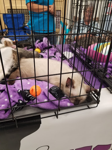 Pet Supply Store «Petco Animal Supplies», reviews and photos, 921 Harley Strickland Blvd, Orange City, FL 32763, USA