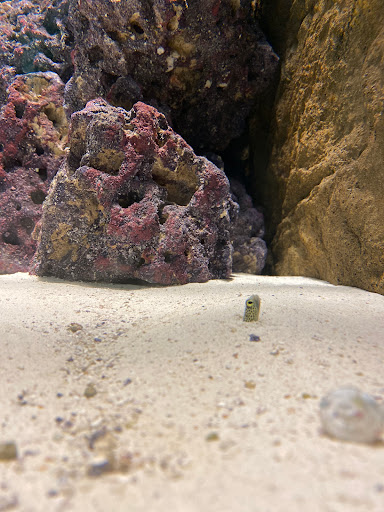 Aquarium «Belle Isle Aquarium», reviews and photos, 900 Inselruhe Ave, Detroit, MI 48207, USA