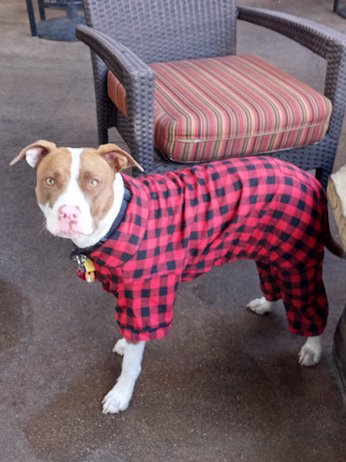 PetSmart image