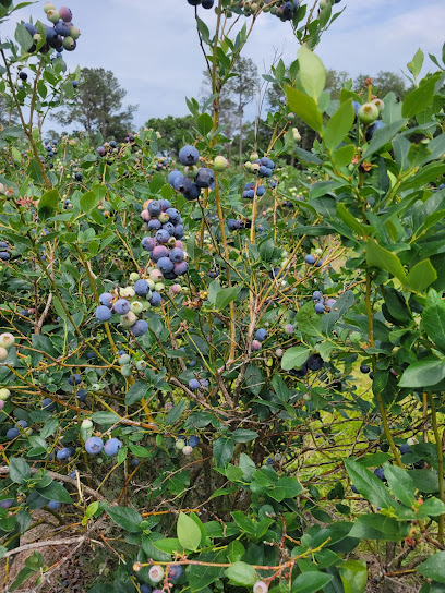 Wacahoota Farms You Pick Blueberries