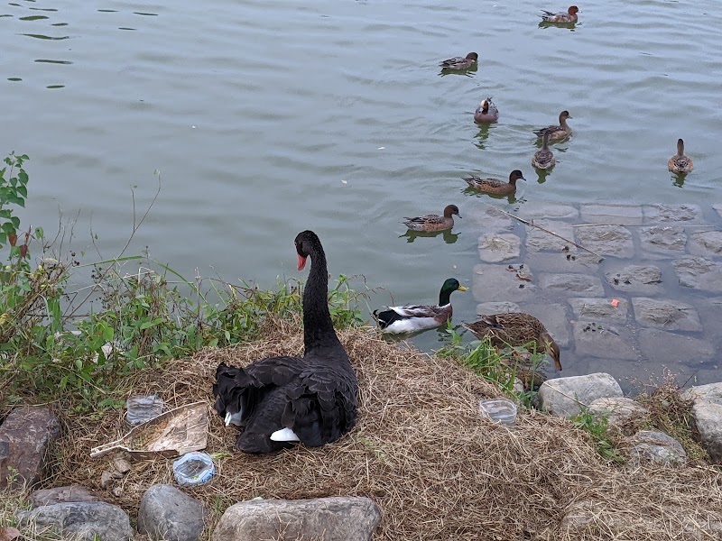 平池緑地公園 オニバス広場