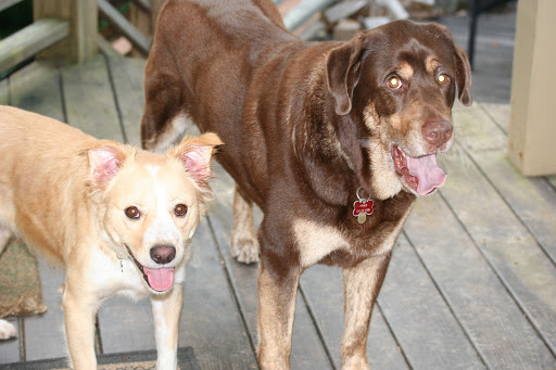 Dog Trainer «Dog Door Behavior Center and Outfitters», reviews and photos, 1 Battle Square A, Asheville, NC 28801, USA