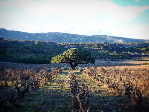 Le Genévrier Millénaire (Domaine du Vieux Genévrier) à Opoul-Périllos