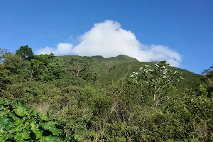 Central Forest Reserve image