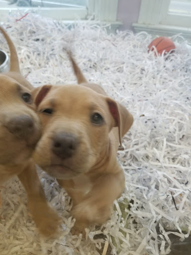 Pet Store «Animal House», reviews and photos, 7869 Hamilton Ave, Cincinnati, OH 45231, USA