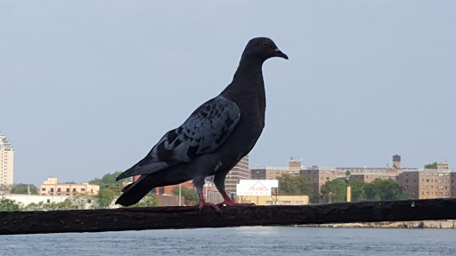 Park «Carl Schurz Park», reviews and photos, East 86th Street & East End Ave, New York, NY 10028, USA